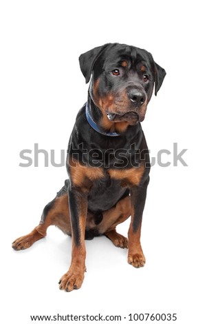 rottweiler in front of a white background