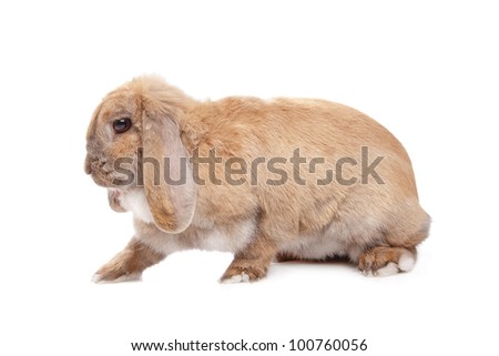 Young brown rabbit in front of a white background