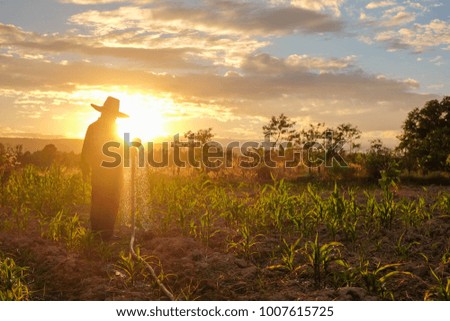 a front selective focus picture of organic young corn field at agriculture farm while the gardener is watering her corn field.
