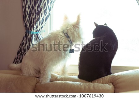 West highland terrier and a black cat sitting on a window