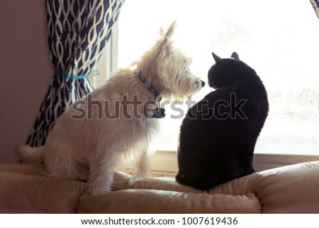 West highland terrier and a black cat sitting on a window
