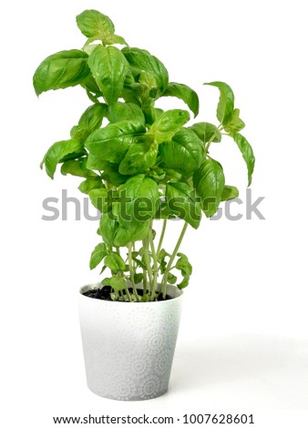 Fresh green basil plant in a black ceramic high pot Royalty-Free Stock Photo #1007628601