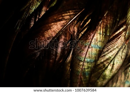 Colorful Chicken Feathers, Background And Texture