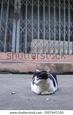 Close up of homeless cat lay in front of old building in Thailand. Lonely cat lay down on side walk.