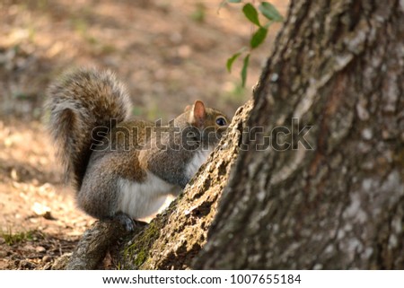 squirrel at the base of a tree