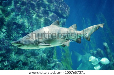 Bull Shark, Shark Fish, Marine Fish Underwater