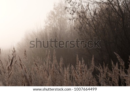 Foggy landscape in autumn forest. Everywhere dead trees without leaves and dry grass. Everywhere gray mist.