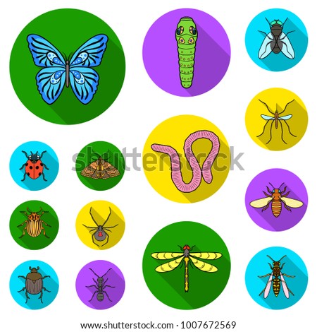 Different kinds of insects flat icons in set collection for design. Insect arthropod vector symbol stock web illustration.
