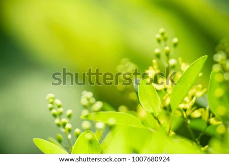 Closeup nature view of green leaf on blurred background in garden with copy space using as background natural greenery plants landscape, ecology, fresh wallpaper concept.