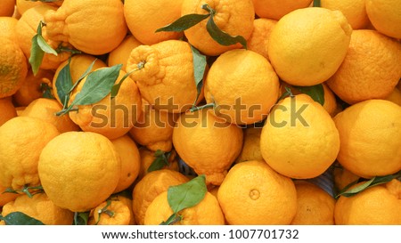 Korean style orange, hallabong (citrus spharocarpa) with one green leaf. Hallabong is a special kind of orange growing only in Korea. background Royalty-Free Stock Photo #1007701732