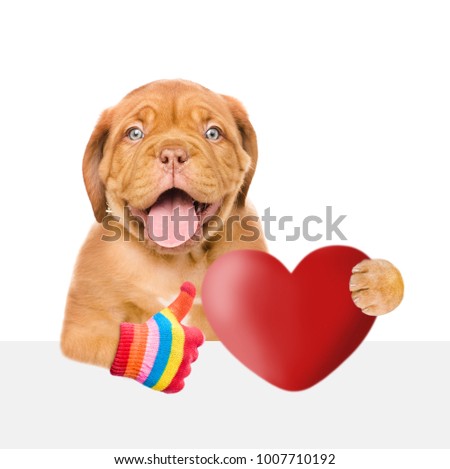 Funny puppy with a red heart behind above white banner showing thumbs up. isolated on white background