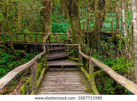Ang Ka Luang Nature Trail is an educational nature trail inside a rainforest on the peak of Doi Inthanon National Park in Chiang Mai, Thailand. very popular for photographer and tourists.