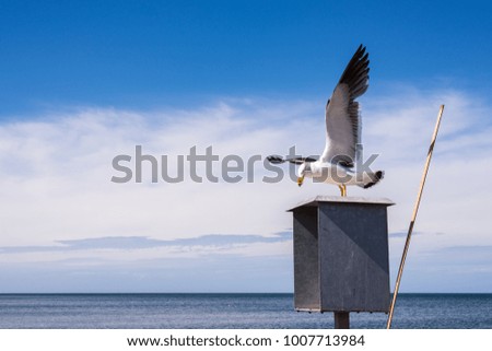 Kangaroo Island Australia - Seagull spreading its wings