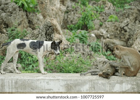 Dog with Monkeys at the forest