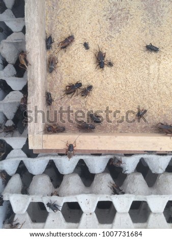 leaping chirping insect on food tray.