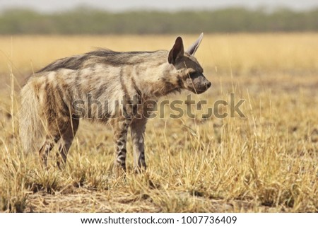Male Indian Striped Hyena 