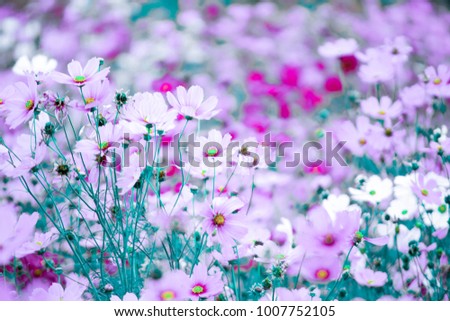 cosmos flower (Cosmos Bipinnatus)Purple, pink, red,flowers in the garden with blue sky and clouds background soft focus.
