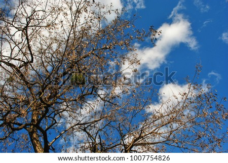 Tree top branches with rotten yellow leaves and green mistletoe on the cloudy sunny sky background