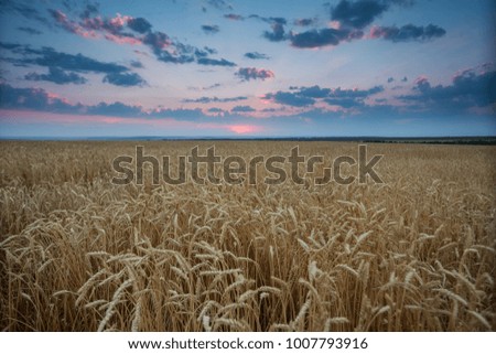 Panorama of mature wheat field at sunset