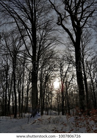 winter evening in the woods