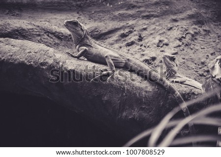 Iguanas taking the Sun on a Rock