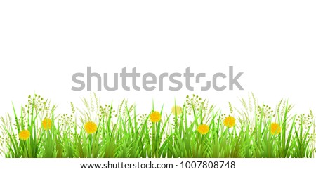 Summer or Spring Green Grass isolated on white background. Long format. Yellow dandelions. Vector illustration