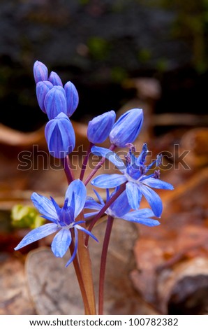 Nice flower of wild hyacinth - macro shoot