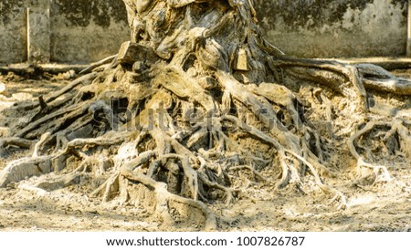 photo of tree roots into the ground