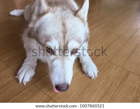 funny white and brown siberian husky dog. close up shot.