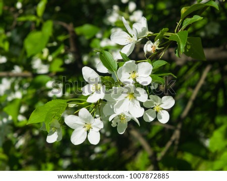 Blossom of apple tree with white flowers on bokeh background, macro, selective focus, shallow DOF.