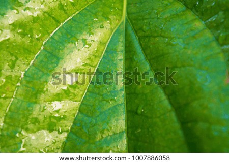  Wet leaf after raindrop,close up leaf background texture.