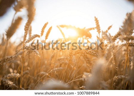 cornfield during summer