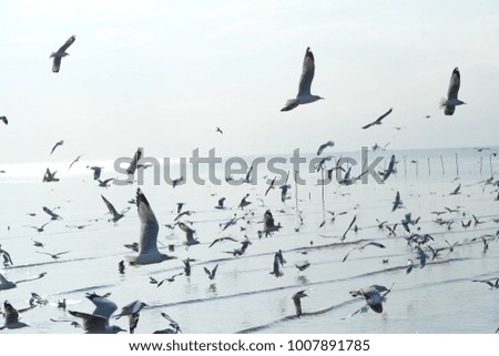 Birds flying above the Sea bay