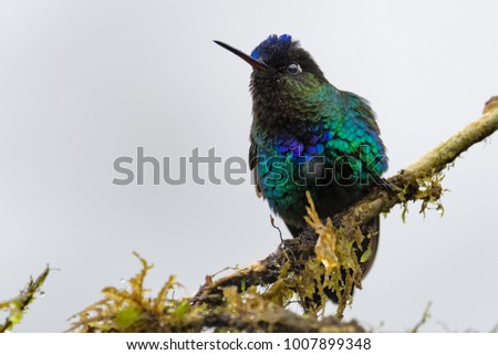 Fiery throated hummingbird sitting on a branch in the rain in the cloud forest of Costa Rica
