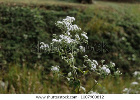 White flowers blooming in the field. Outdoor.