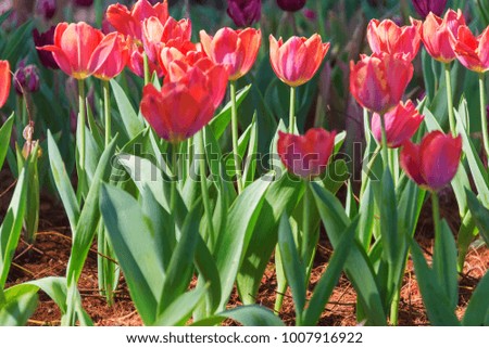 beautiful tulip flower in botanical garden