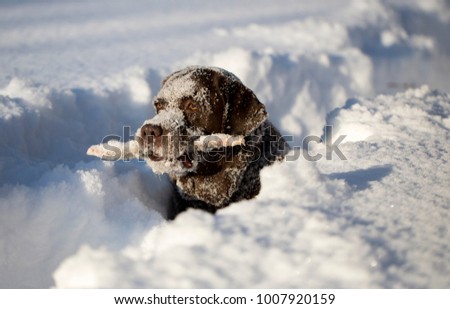 chocolate brown labrador in deep snow. A stick in the teeth.