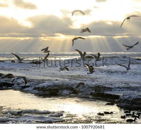 Seagulls at the sunset ocean