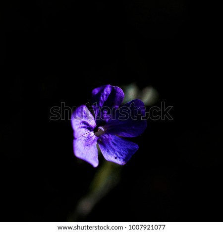the blue flower isolated on black background (low key picture) 