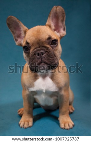 studio photography of a portrait of a french bulldog puppy looking at camera