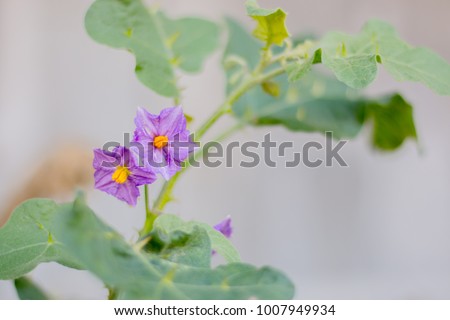

Eggplant flower is used in development. As a symbol of respect, humility, and the nature of the eggplant when the knife. Which flower to yield eggplant to bend down. Like the NSDAP signs of respect.