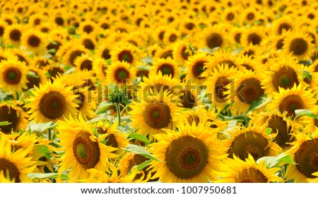 Sunflower field Sunflower natural background. Sunflower blooming