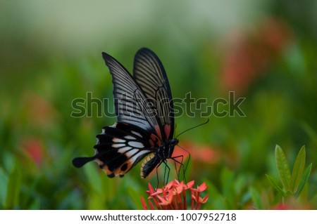 Butterfly with red flower