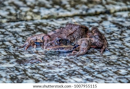 Frog closeup image