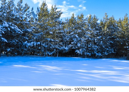 trees in the snow against the sky