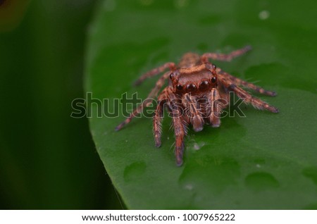 little cute jumping spider from Borneo