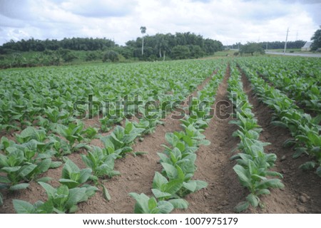 Tobacco production in Cuba