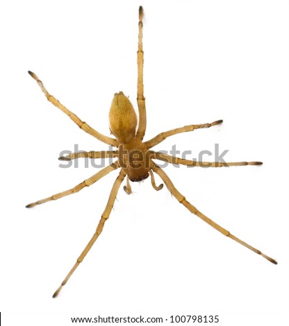 brown spider Russia living (Huntsman spiders) in house isolated on white background