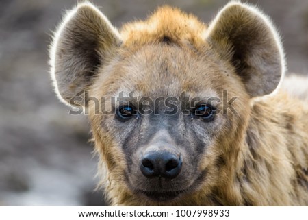 Closeup of a spotted hyena