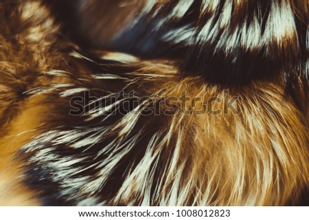 Close up of cat fur for texture or background